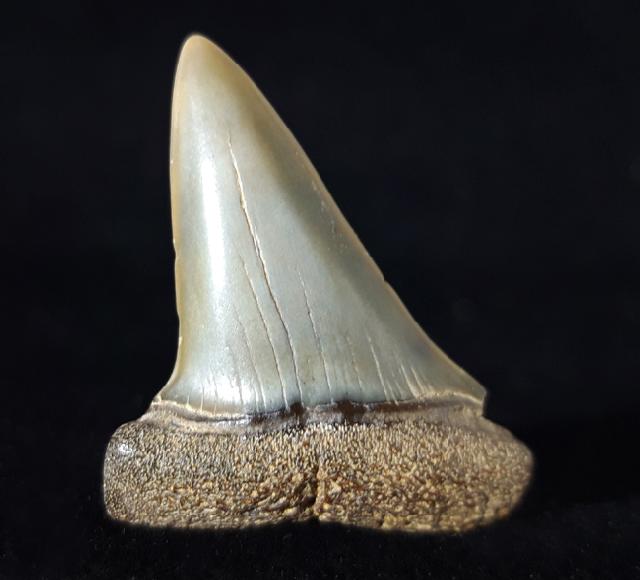 Carcharodon hastalis (AGASSIZ 1838) - Bild © FossNet FossilienStore